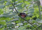 Spotted Towhee (1)