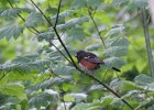 Spotted Towhee (2)