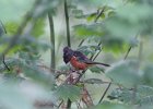 Spotted Towhee (3)