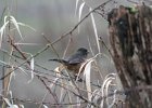 Spotted Towhee (6)