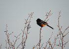 Spotted Towhee (8)