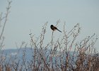 Spotted Towhee (9)