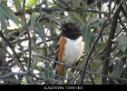 078 - 859 Eastern Towhee