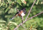 101Eastern Towhee