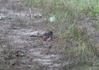 102Eastern Towhee