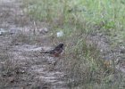 Eastern Towhee (11)