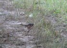Eastern Towhee (12)