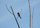 Eastern Towhee (14)
