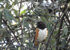 Eastern Towhee (16)