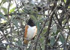 Eastern Towhee (17)