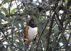 Eastern Towhee (18)