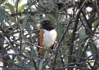 Eastern Towhee (19)
