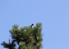 Eastern Towhee (2)