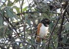Eastern Towhee (20)