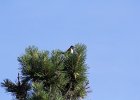 Eastern Towhee (7)