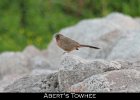 078 - 863 Abert's Towhee