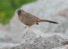 101Abert's Towhee