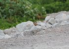 Abert's Towhee (1)