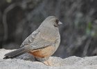 Abert's Towhee (11)