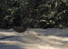 Abert's Towhee (12)