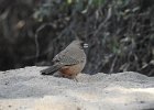 Abert's Towhee (14)