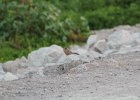 Abert's Towhee (2)
