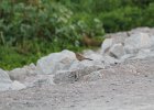 Abert's Towhee (3)
