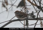 078 - 868 American Tree Sparrow