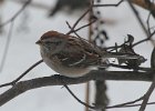 101American Tree Sparrow