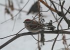 American Tree Sparrow (1)