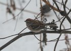 American Tree Sparrow (2)