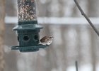 Tree Sparrow (1)