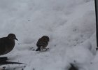 Tree Sparrow (4)