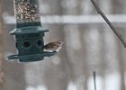 Tree Sparrow (5)