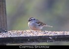 078 - 869 Chipping Sparrow