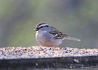101Chipping Sparrow