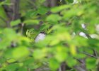 Chipping Sparrow (1)