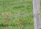 Chipping Sparrow (11)