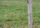 Chipping Sparrow (12)
