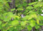 Chipping Sparrow (2)