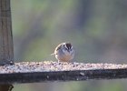Chipping Sparrow (3)