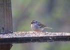 Chipping Sparrow (4)