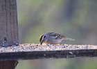 Chipping Sparrow (5)