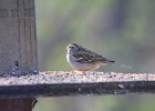 Chipping Sparrow (6)