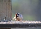 Chipping Sparrow (7)