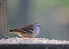 Chipping Sparrow (8)