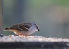 Chipping Sparrow (9)