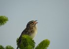 Clay-colored Sparrow (1)