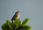 Clay-colored Sparrow (10)