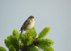 Clay-colored Sparrow (11)